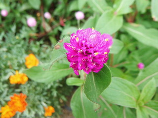 赤詰草の花の接写