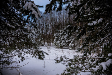 winter forest landscape in a snow-covered forest