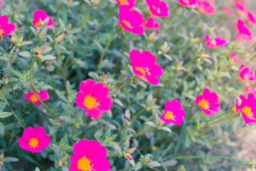 Nature vintage flowers background in morning