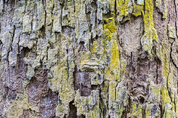 Bark of an big tree