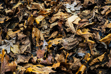 Autumn Leaves