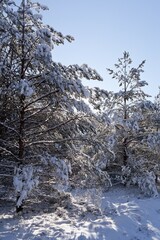 Snow and ice covered trees in the winter forest landscape, winter season or christmas concept