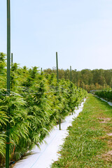 close up marijuana field