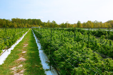 rows of plants