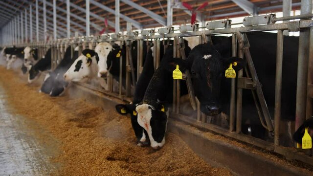 Modern farm cowshed with milking cows eating hay. Dairy farm, a concept of agriculture and animal husbandry