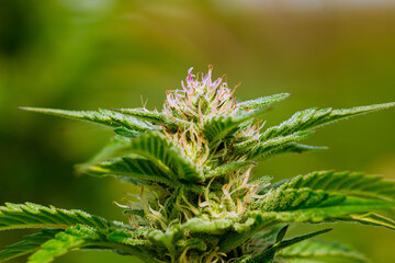 close up of marijuana plant