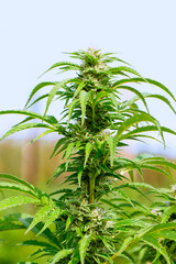 
marijuana plant