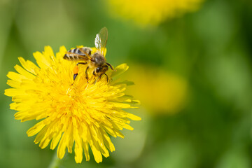 Bee on a yellow flower. Dandelion close-up.