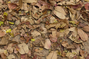 Brown leaves drop on the ground