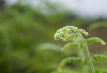 Close-up of Fern leaf with water drops