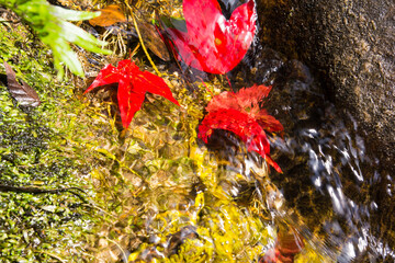 Maple leaf at Phukradung National Park,Thailand