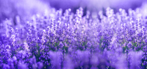 Pantone kleur 2022 jaar. Lavendel bloemen in de kleur van het jaar. Kleur van het jaar 2022 Very Peri.Dynamische maagdenpalmblauwe tint met een levendig violetrood.