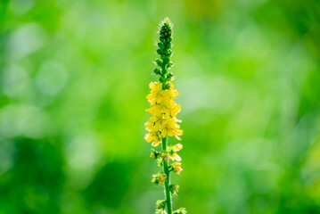 Burdock (Agrimony), Agrimonia eupatoria during flowering. Medicinal herbs.