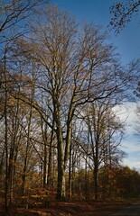 Beech forest in late autumn.