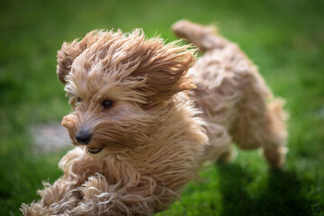 Cockapoo - On the Run