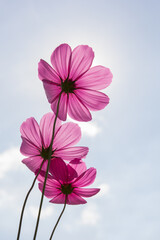 Cosmos flower (Cosmos Bipinnatus) for use background