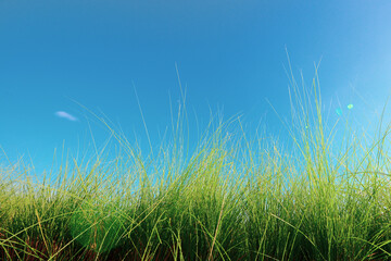 green grass and sky