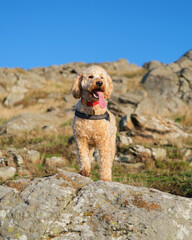 Cockapoo dog standing on a rock on a hill in Sunshine