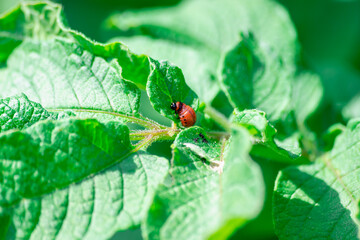 The beetle eats potatoes. Colorado beetle on potato leaves.