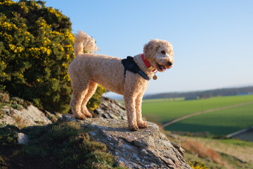 Cockapoo dog standing on a rock on a hill in Sunshine