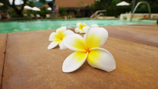 Beautiful Plumeria flowers lie on tiles at edge of swimming pool, tropical resort still life shot. Blurred background, ripply water in basin, lounges in green yard