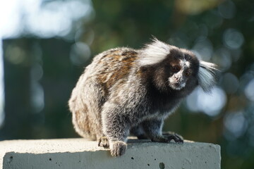 Sagui monkey in the wild. White tufted ear Marmoset in Rio de Janeiro, Brazil.