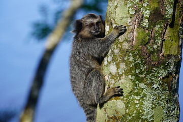 Sagui monkey in the wild. White tufted ear Marmoset in Rio de Janeiro, Brazil.