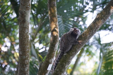 Sagui monkey in the wild. White tufted ear Marmoset in Rio de Janeiro, Brazil.