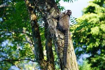 Sagui monkey in the wild. White tufted ear Marmoset in Rio de Janeiro, Brazil.