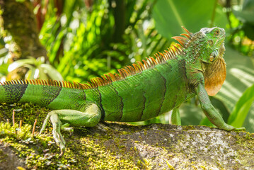 Green iguana, Arenal National Park, La Fortuna, Costa Rica