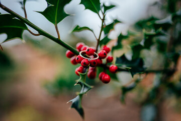 Ring auf einem Strauch mit Beeren