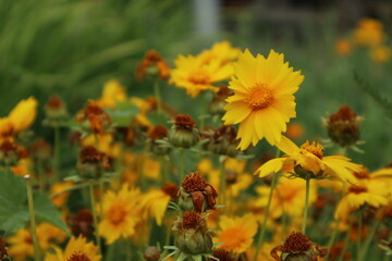 close-up yellow flowers