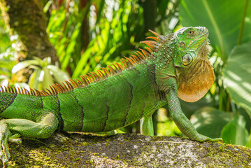 Green iguana, Arenal National Park, La Fortuna, Costa Rica