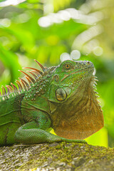 Green iguana, Arenal National Park, La Fortuna, Costa Rica