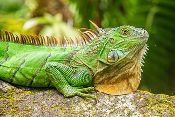 Green iguana, Arenal National Park, La Fortuna, Costa Rica