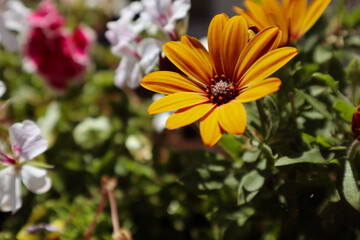 close-up wildflowers
