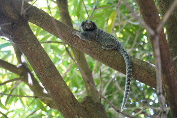 Sagui monkey in the wild. White tufted ear Marmoset in Rio de Janeiro, Brazil.