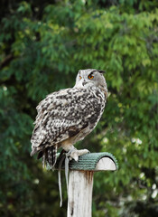 Owl perched on a branch