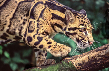 A beautifully spotted Clouded leopard prowling through the forest.