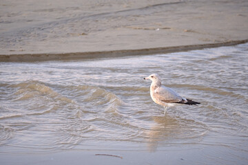 seagull on the beach