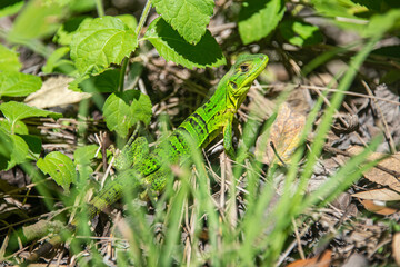 Common basilisk (Basiliscus basiliscus) lizard, Monteverde Cloud Forest Reserve, Costa Rica