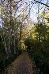 Allée d'arbre sous un soleil d'automne