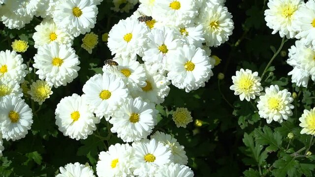 Flowers and bee in the botanical garden