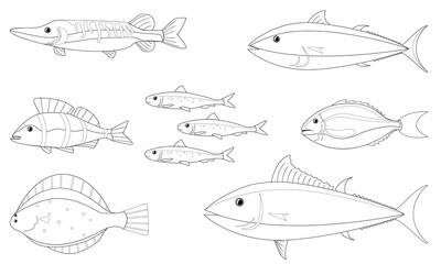 various fishes picture with no color for drawing book