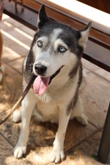 Fototapeta premium Huksy de ojos azules en un parque de Carolinas barrio de Alicante