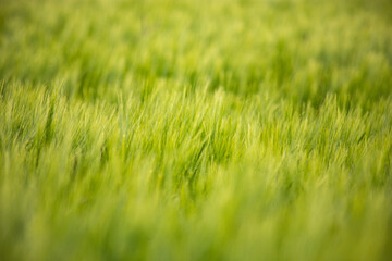 Landschaft Frühling grüne Landschaften Felder und wiesen Natur Biosphäre Naturschutz nachhaltig  Getreide Wolken Himmel 