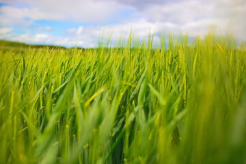 Landschaft Frühling grüne Landschaften Felder und wiesen Natur Biosphäre Naturschutz nachhaltig ...