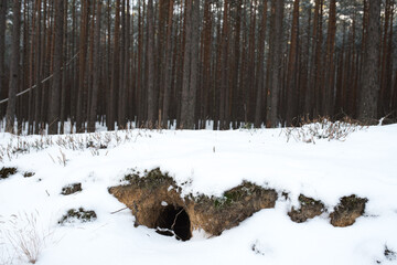Fox den in the forest edge. Winter in Poland.