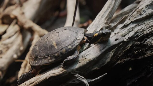 Spotted Turtle lies on the roots of a huge tree