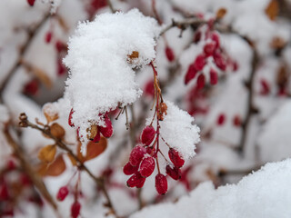 Barberry berries in the snow